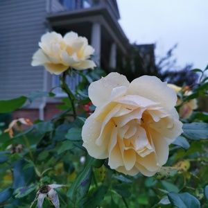 Meet your Posher, Qi